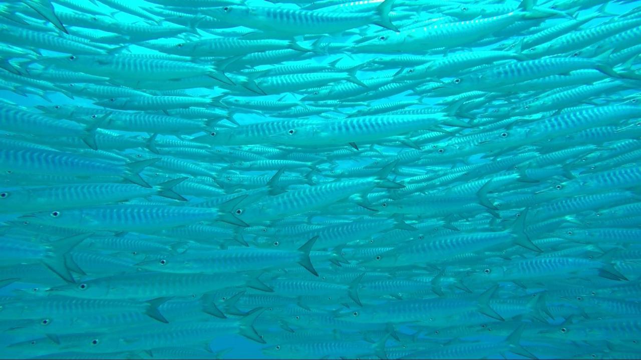 Apo Diver Beach Resort San Juan  Dış mekan fotoğraf