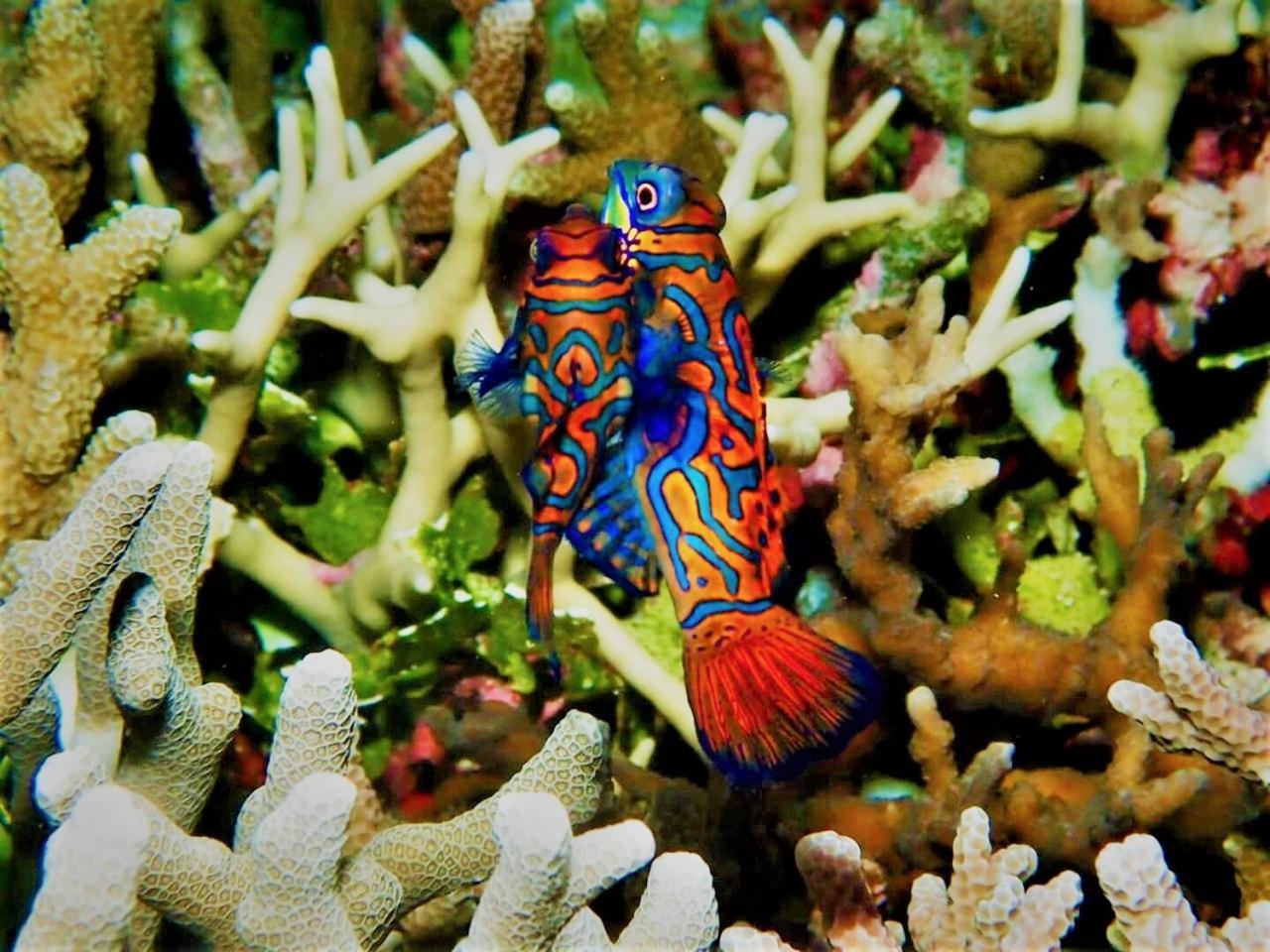 Apo Diver Beach Resort San Juan  Dış mekan fotoğraf